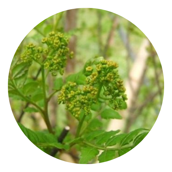 いずも八山椒について いずも八山椒